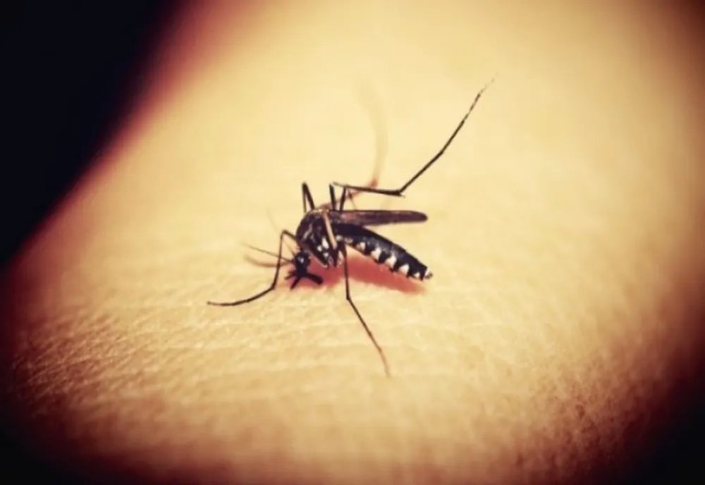 INSP: 9 infecții cu virusul West Nile și 2 decese, înregistrate în acest sezon