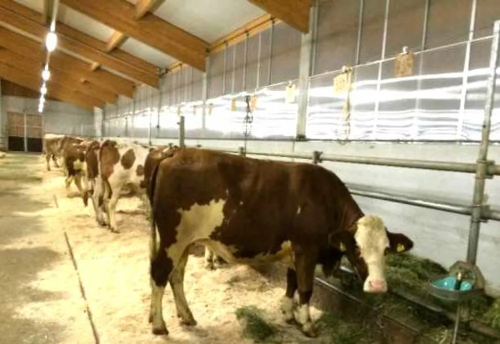 Fermierii muncesc pe un leu, românii cumpără laptele cu 12 lei: tot mai multe ferme sunt la un pas de închidere