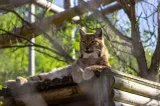 Doi masculi de hienă pătată și o femelă de râs au ajuns la Zoo Brașov