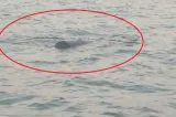 Alertă la Constanța. Un obiect suspect a fost identificat plutind pe mare