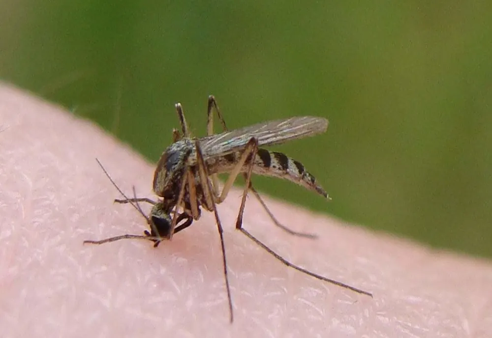 Țânțari purtători ai virusului West Nile, depistați în București