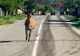 Un cerb a apărut pe o stradă din Gorj