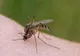 Țânțari purtători ai virusului West Nile, depistați în București
